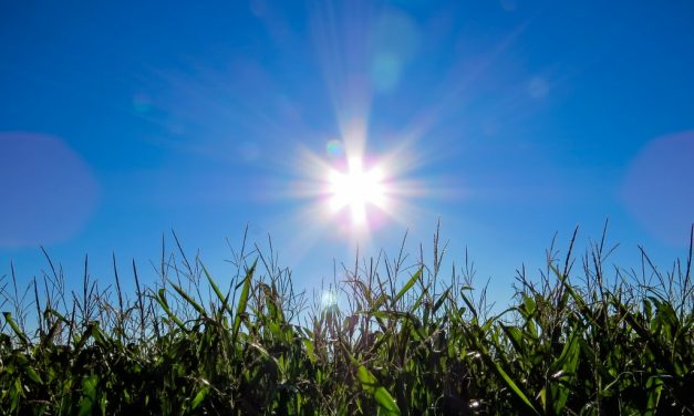Waarom is vitamine D zo belangrijk?