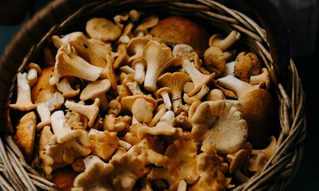 Hoe kunnen paddenstoelen bijdragen aan je gezondheid?