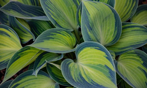 De gezondheidsvoordelen van planten
