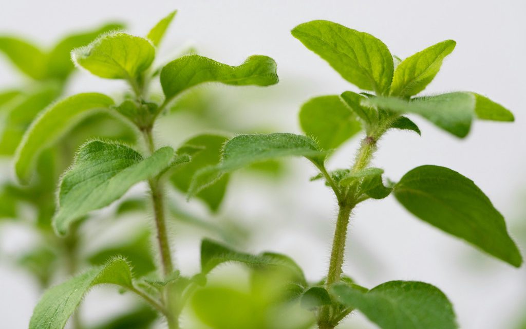 De voordelen van oregano