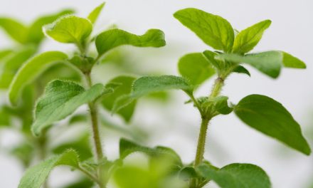 De voordelen van oregano