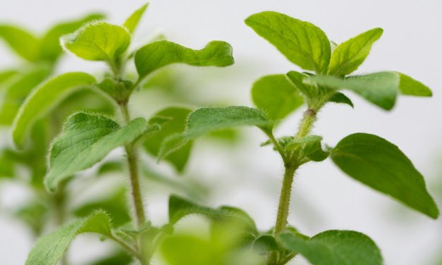 De voordelen van oregano