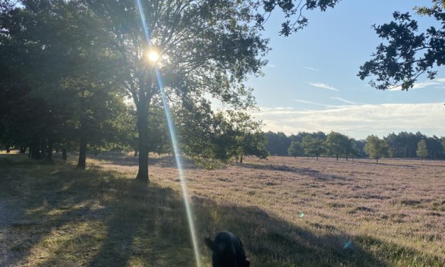 Zo gezond is dagelijks een flink eind wandelen met je hond