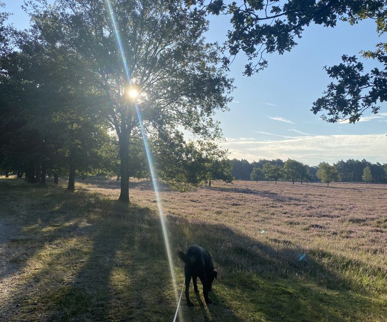 Zo gezond is dagelijks een flink eind wandelen met je hond