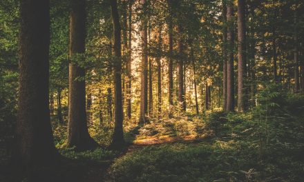 De impact van stress op de gezondheid