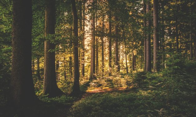 De impact van stress op de gezondheid